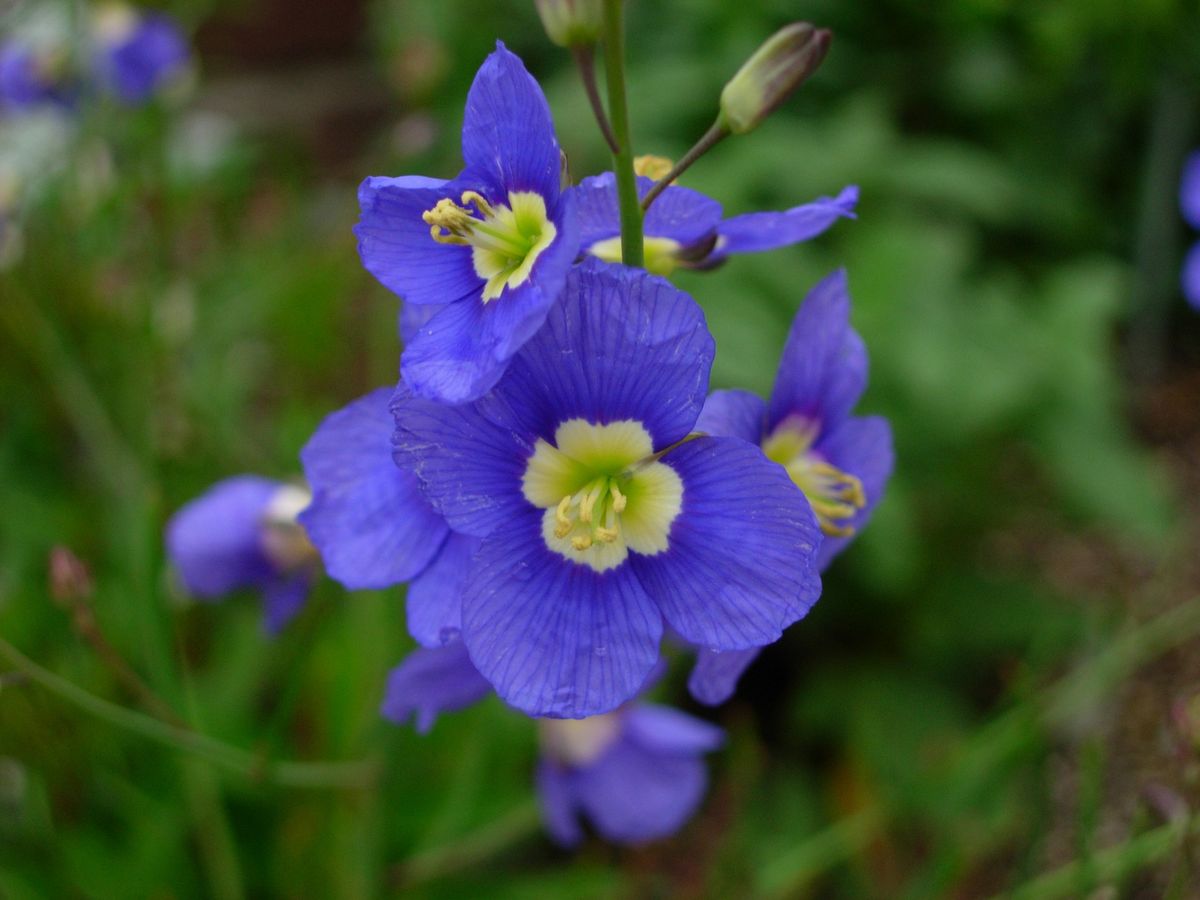 タネから・・早春の青花★ヘリオフィラ② こんな顔してます！