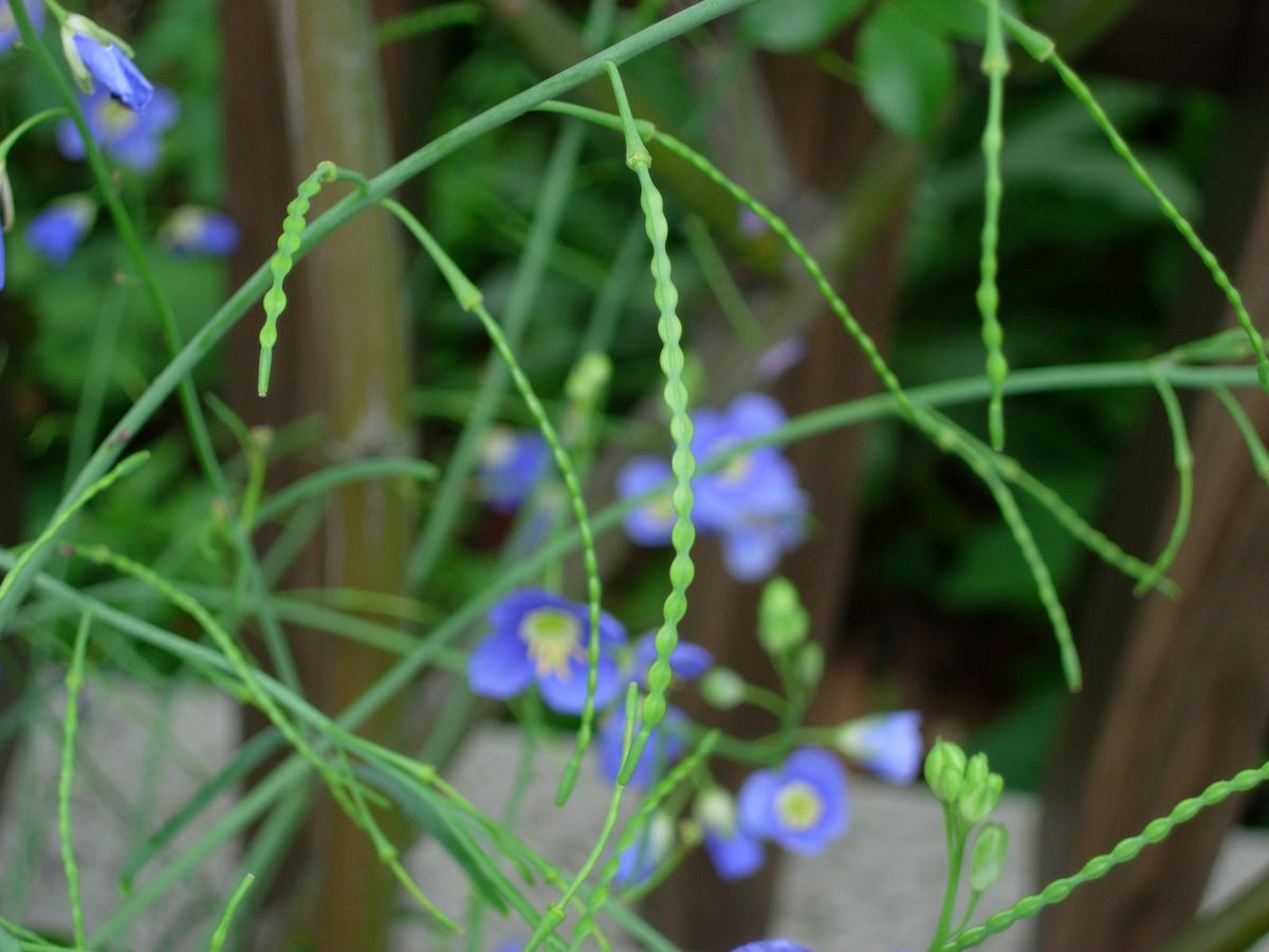 タネから・・早春の青花★ヘリオフィラ② ４月６日　　長～い鞘が！