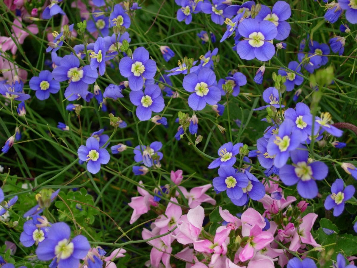 タネから・・早春の青花★ヘリオフィラ②