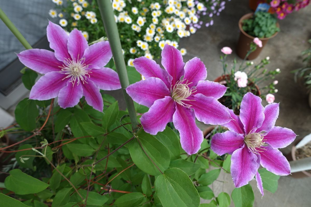 これからの成長が楽しみ！ 開花！