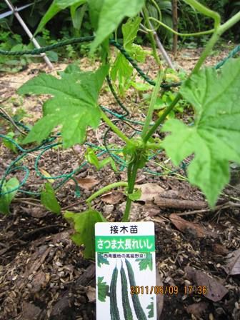 花と暮らす３００日 緑のカーテン