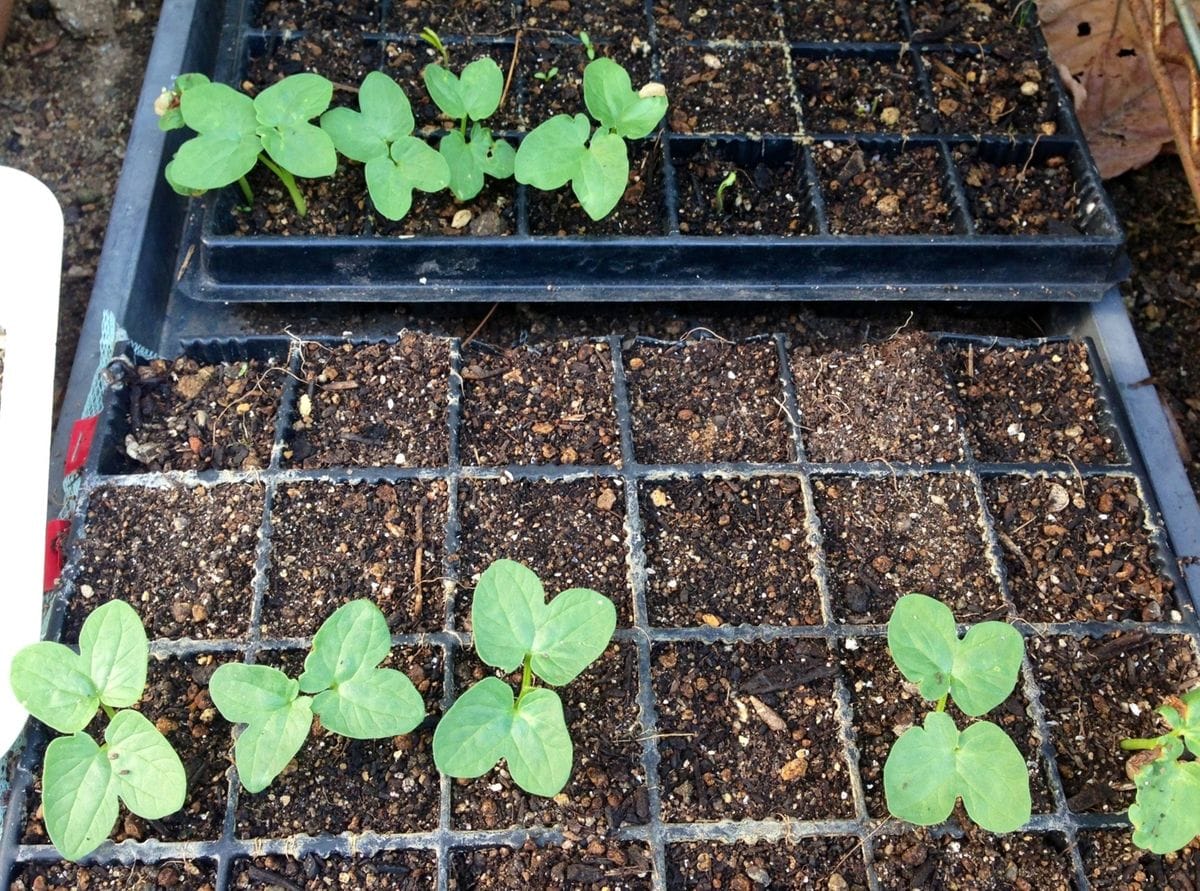 花と野菜の緑のカーテン 発芽