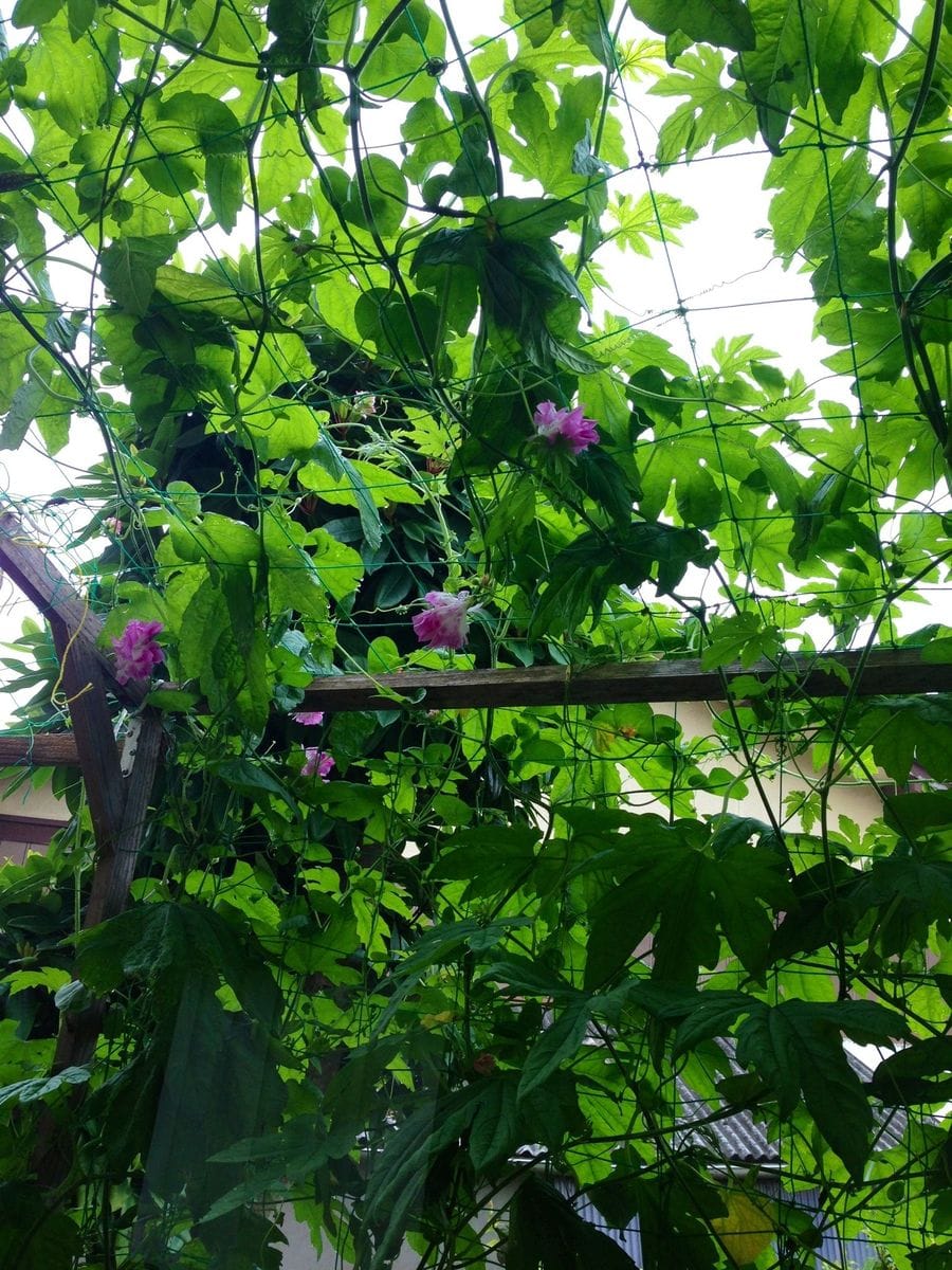 花と野菜の緑のカーテン 目立たないアサガオ(^_^;)