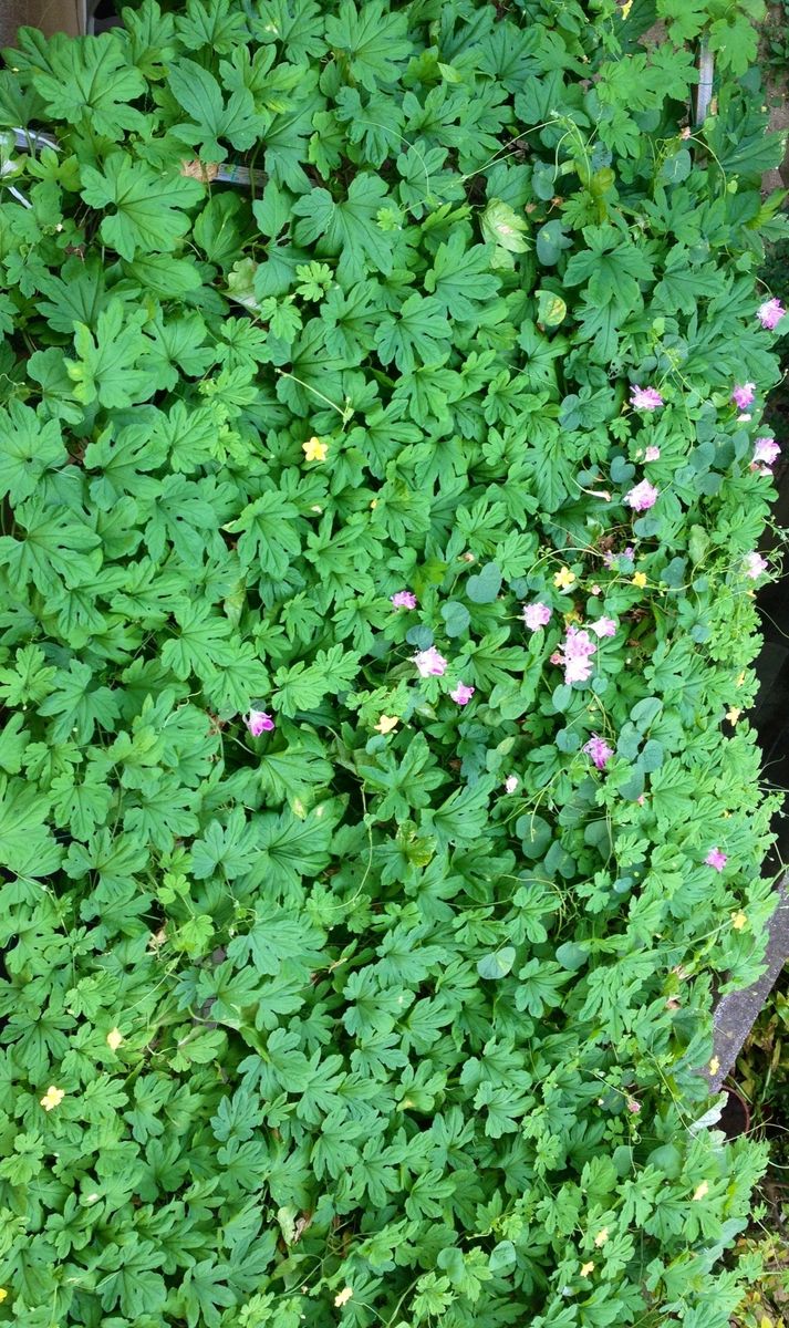 花と野菜の緑のカーテン 上から見た緑のカーテン