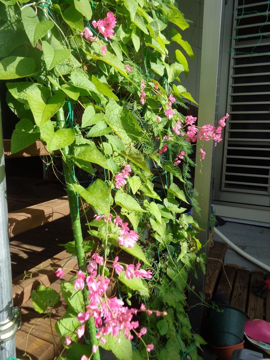 アサヒカズラに魅せられて 2017/8/3まずまずの花付きです