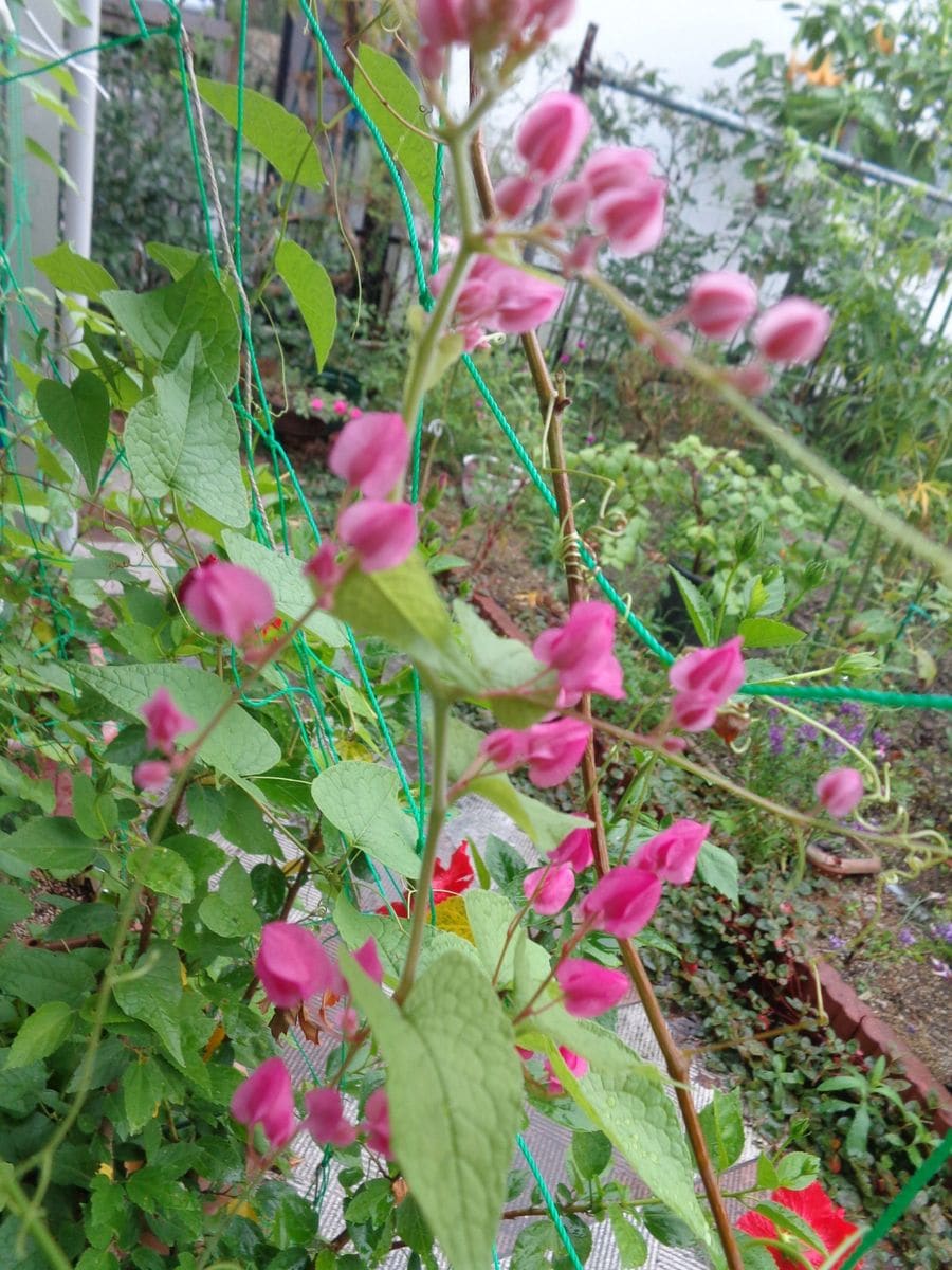 アサヒカズラに魅せられて 2015.9.29開花しました