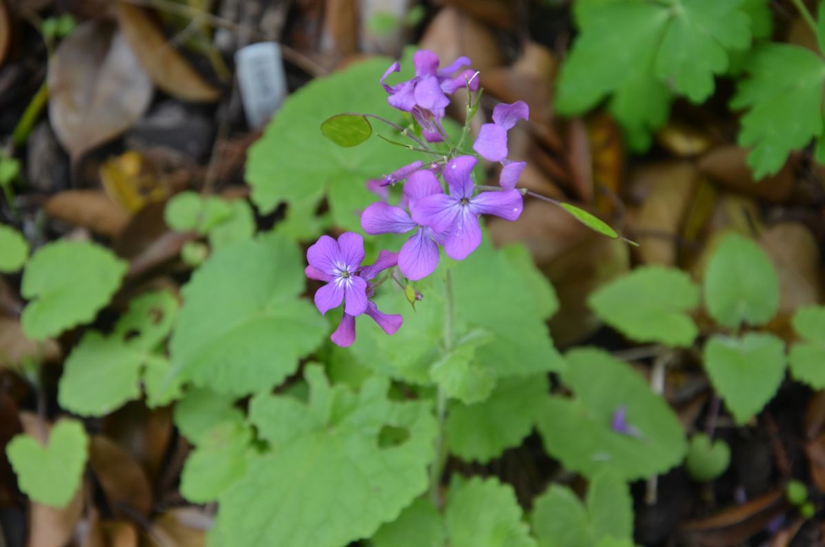 ルナリア　(合田草  銀扇草） 花が咲きました　2016年5月7日