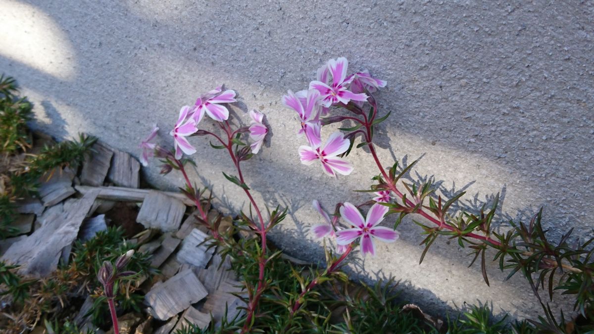 花の絨毯をめざして☆ 2017.1.1