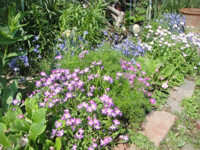 可愛い小花　バージニアストック　グラデーションも楽しめます 花壇の様子