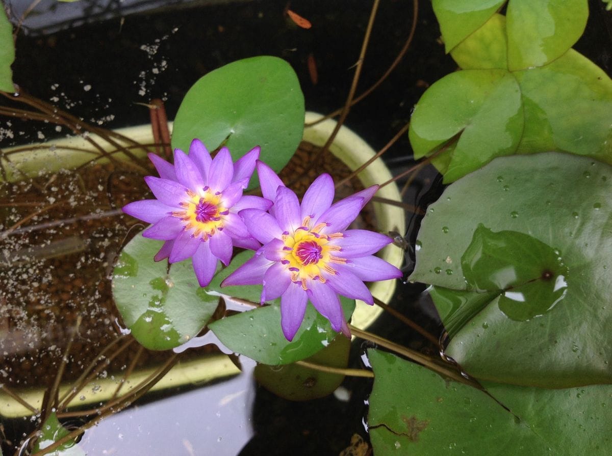 熱帯姫睡蓮の花が咲くまで 花が咲きました