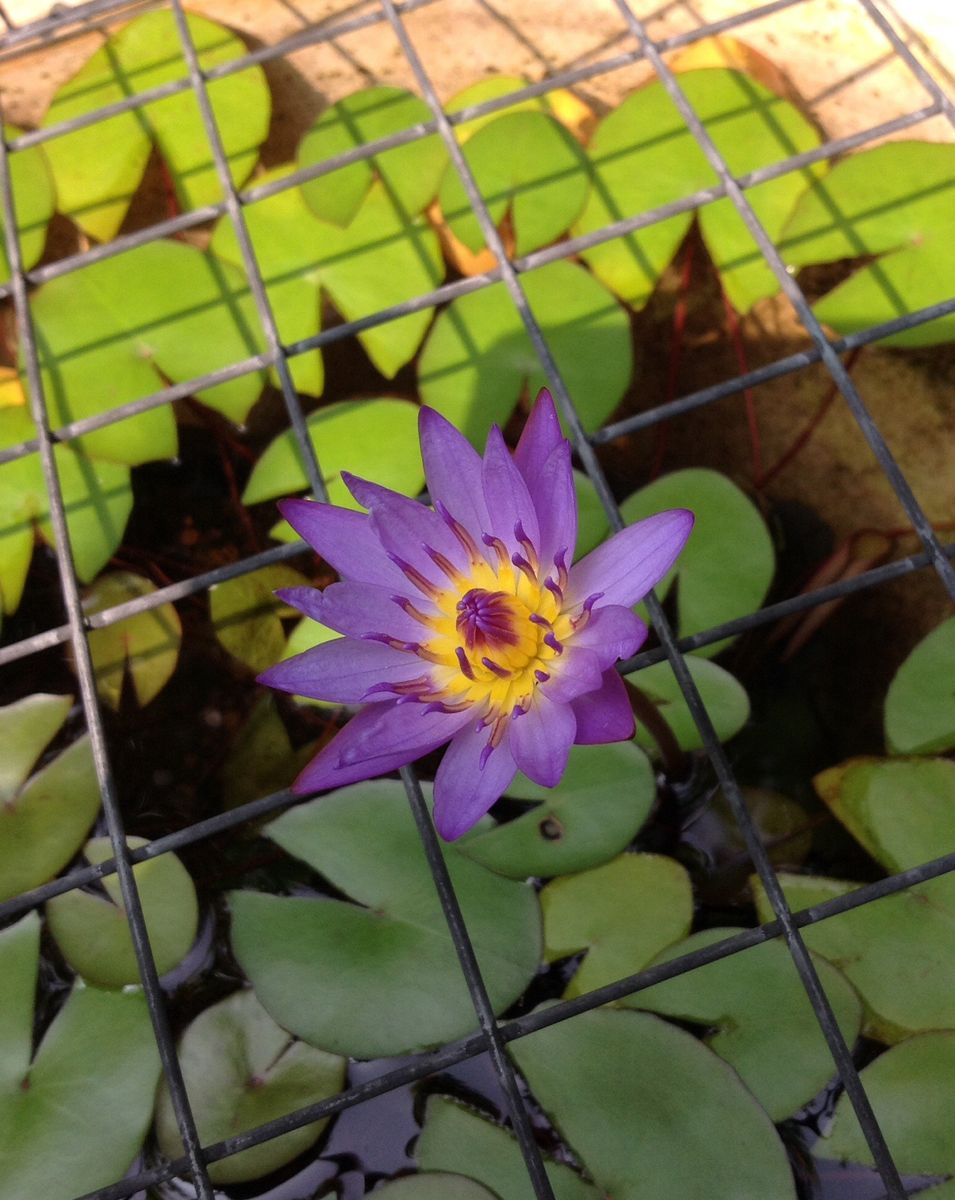 熱帯姫睡蓮の花が咲くまで 球根から育てた鉢の一番花です