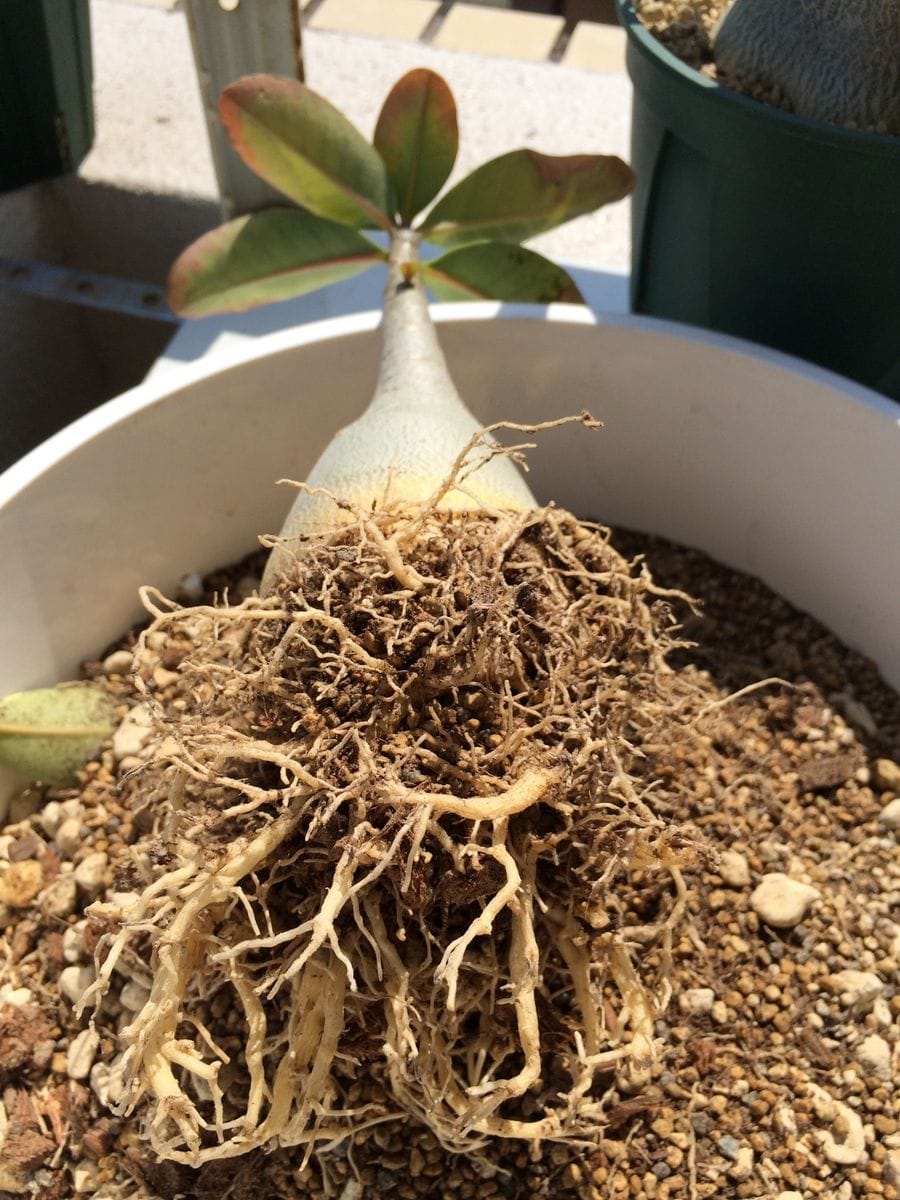 アデニウム植え替え（２回目） 土を崩します