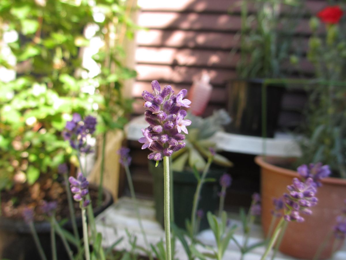 ラベンダー　センティヴィア　その３ ２０１５年５月２１日開花確認♪