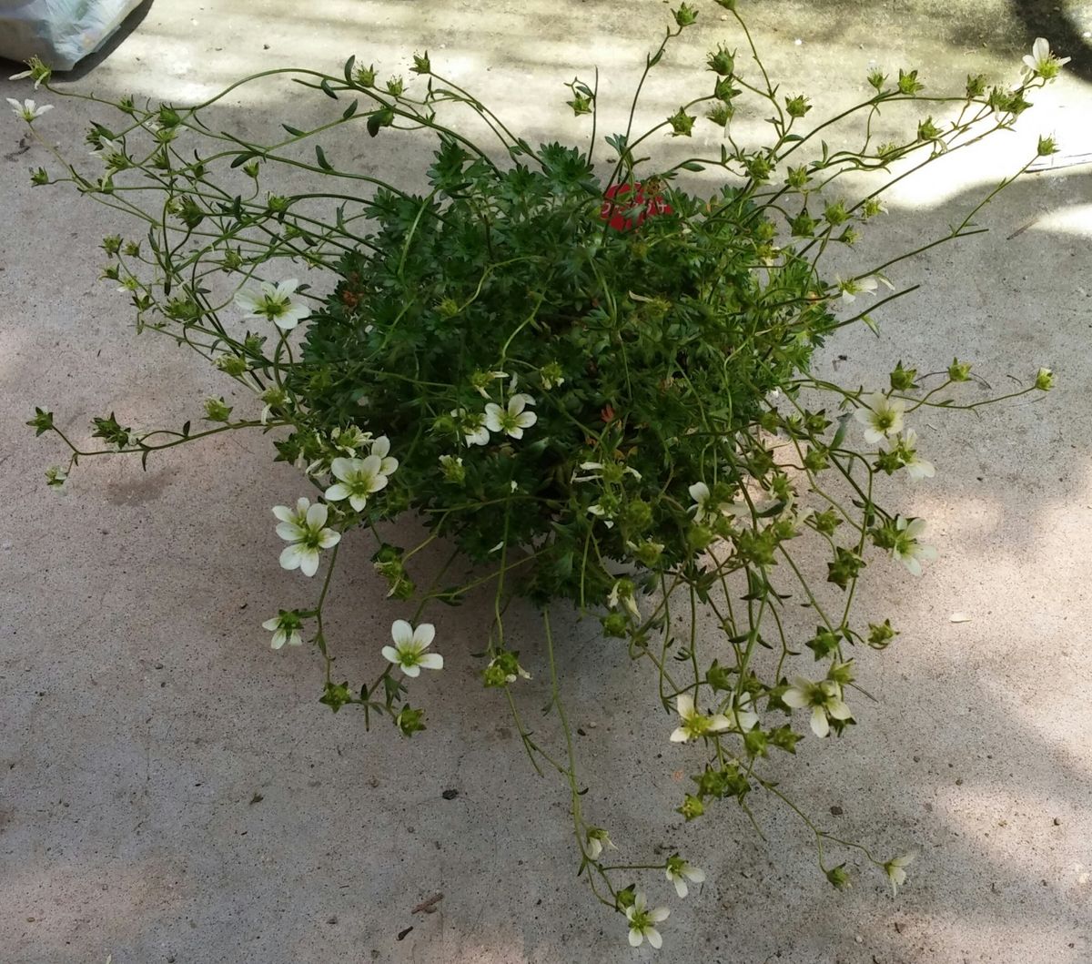 雲間草の夏越しリベンジ 三度もの満開を終えた雲間草