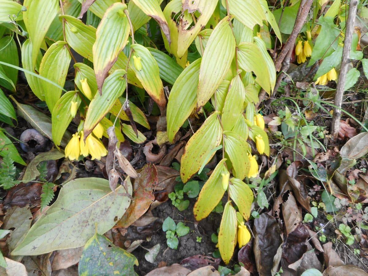 紀伊上臈杜鵑草 開花