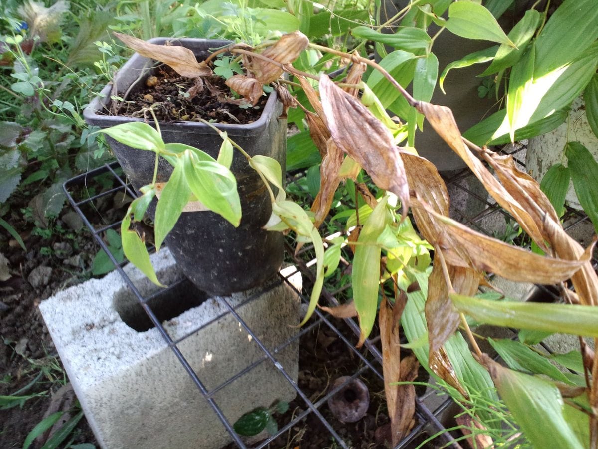 紀伊上臈杜鵑草 5つに株分けしたうちの1つが葉やけする