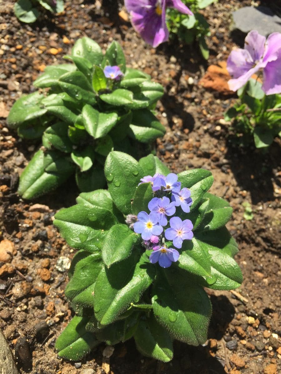 ミオマルク 花が咲き始めました☆