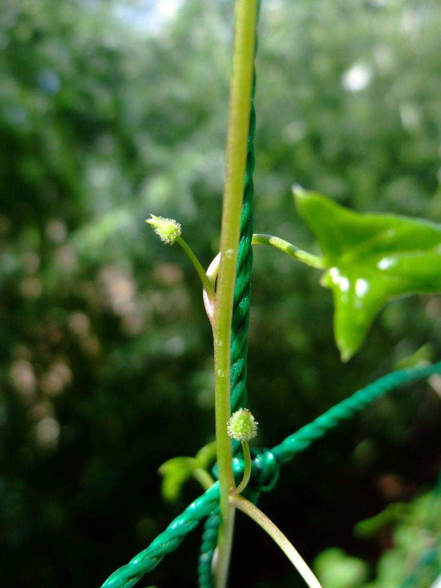 アサリナ・エコカーテンをエコに育てる ◆花芽がつきました