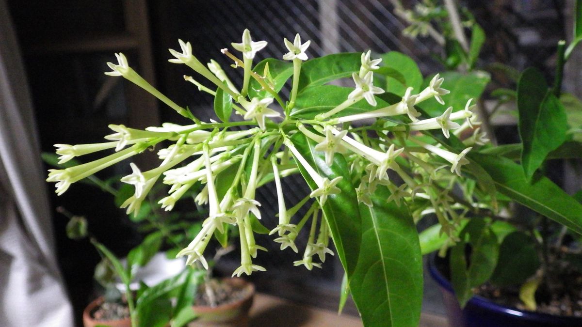 夜香木の水挿し・挿木 夜香木の花