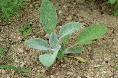 種蒔きからフワフワラムズイヤー ６月末。地植えしました。