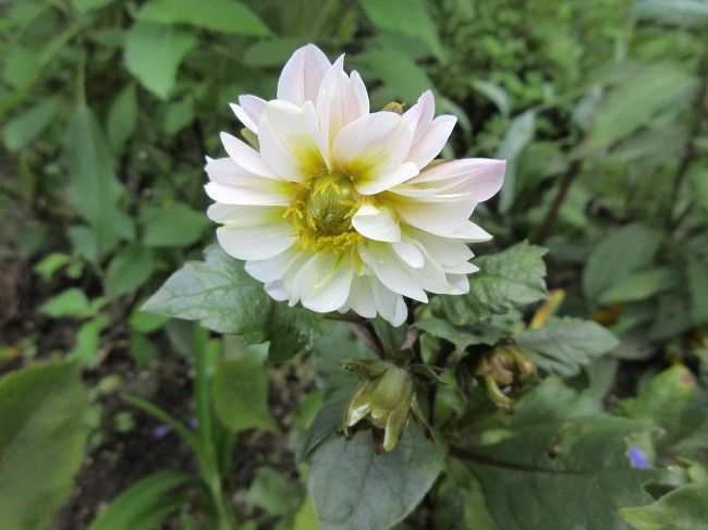 銅葉のダリア　どんな花がさくかな？ 再び咲いてきました