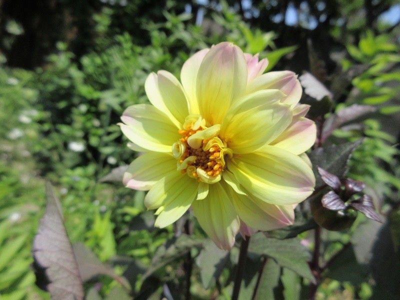 銅葉のダリア　どんな花がさくかな？ やったぁ！