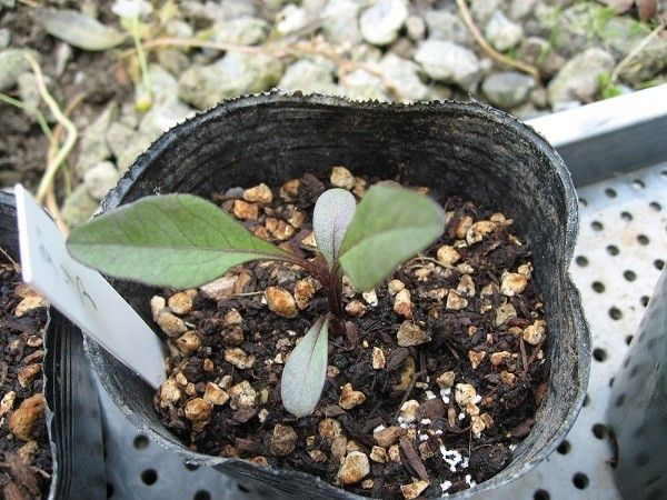 銅葉のダリア　どんな花がさくかな？ ５月１３日