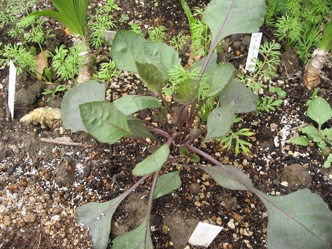 銅葉のダリア　どんな花がさくかな？ ６月３日　地植え