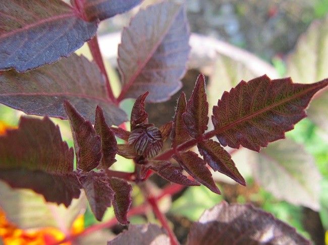 銅葉のダリア　どんな花がさくかな？ 小さなつぼみ発見！