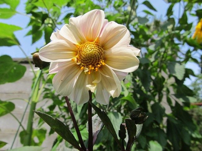 銅葉のダリア　どんな花がさくかな？ 開花しました