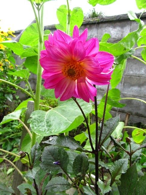 銅葉のダリア　どんな花がさくかな？ 次々と開花