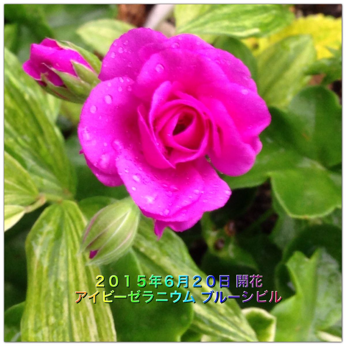 148  ＊ピンクの可愛い薔薇咲きゼラニウム（ミルフィーユローズ）