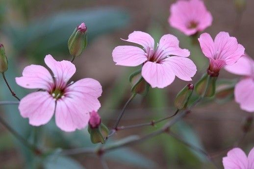 スペインが故郷サポナリア 去年の種から、育てましたよ