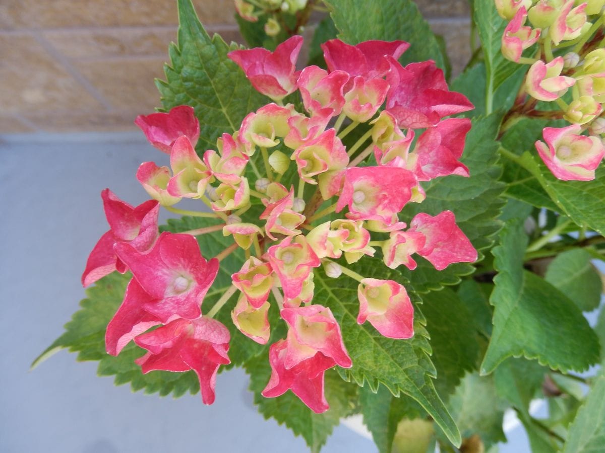 真っ赤っ赤の花を咲かせたい！② 色づき始め