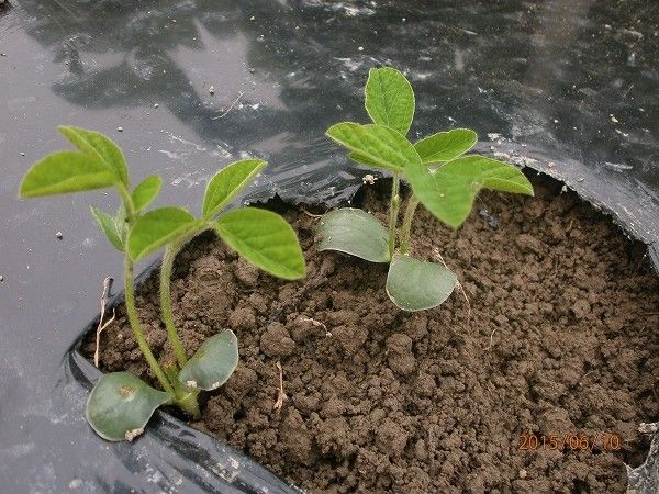 岩澤信夫さんの枝豆栽培法の真似 6/10　定植しました