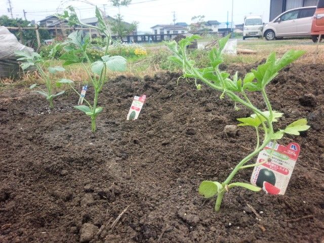 自作のスイカを食べてみたい！リベンジ編 ５月９日　植え付け♪