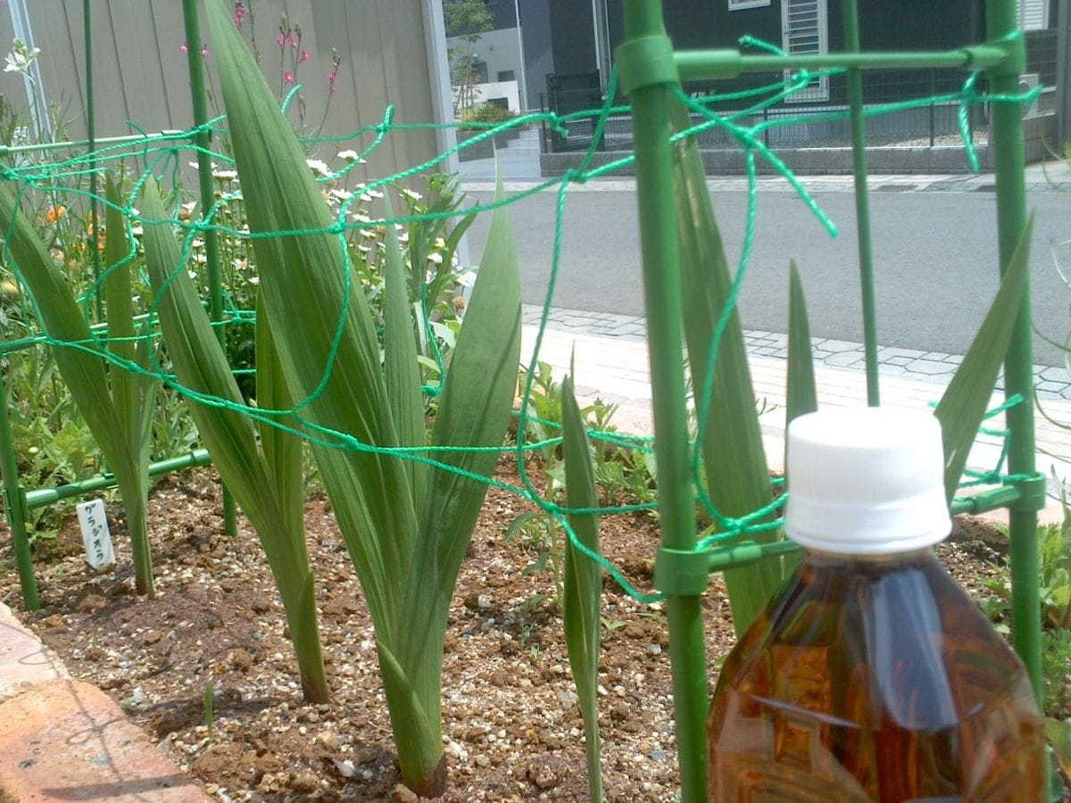 掘上げて毎年咲かせる (球根) 発芽 (2年目)