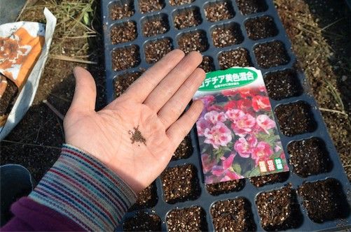 種からゴデチア。ゴージャスなお花 10月に種蒔き