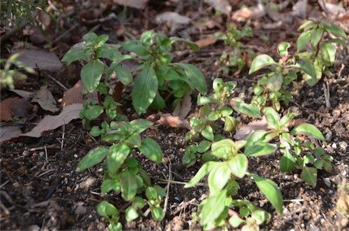 種からゴデチア。ゴージャスなお花 ２月末に地植えしました。