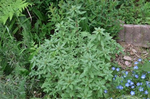 種からゴデチア。ゴージャスなお花 4月末。いっきに背が伸びました。