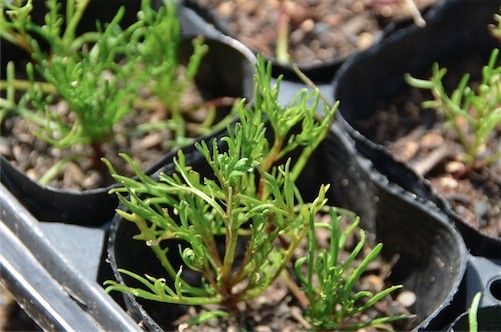 繊細なお花〜。小ちゃいブラキカム 3月。ピンチして地植えに