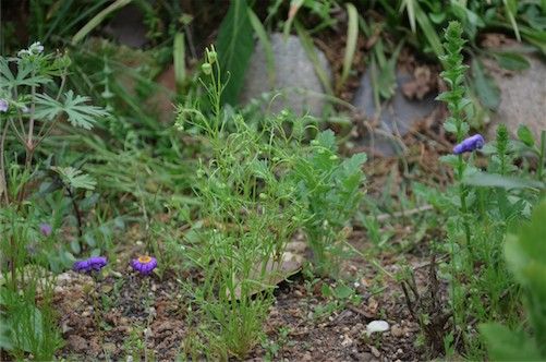 繊細なお花〜。小ちゃいブラキカム 4月。蕾がたくさーん