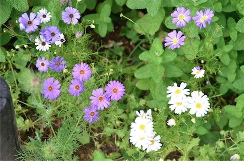 繊細なお花〜。小ちゃいブラキカム 5月。きゃわいー！！小さなお花がいっぱい