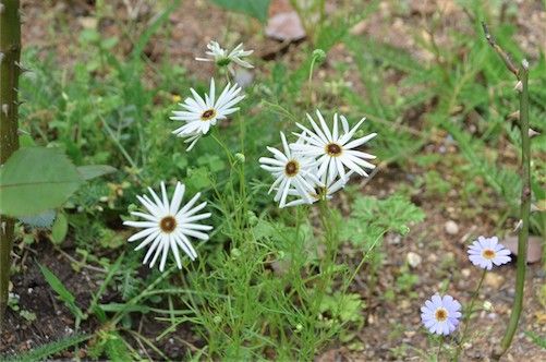 繊細なお花〜。小ちゃいブラキカム ほそーい。変わった花びら