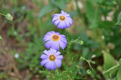 繊細なお花〜。小ちゃいブラキカム