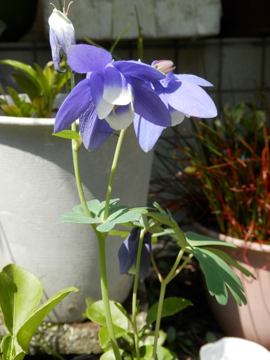 ムカゴから育てるオニユリ オダマキが花盛りになってきました！