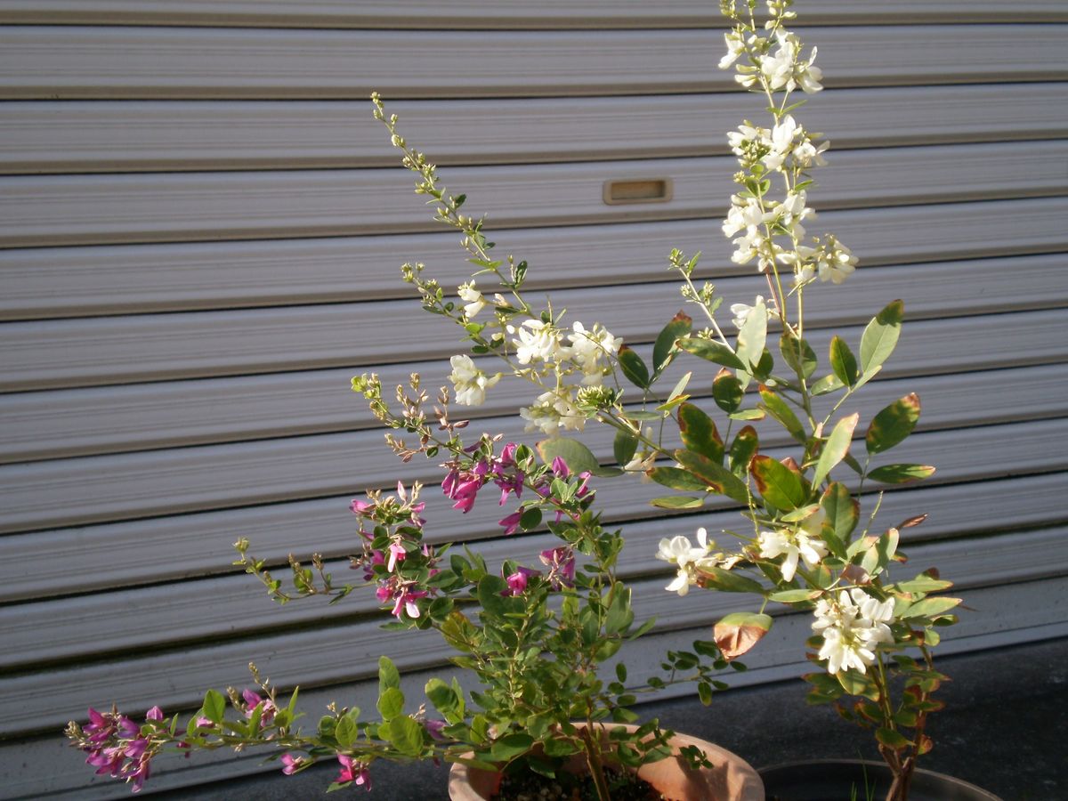 ハギを増やす 白いハギの花が満開になりました