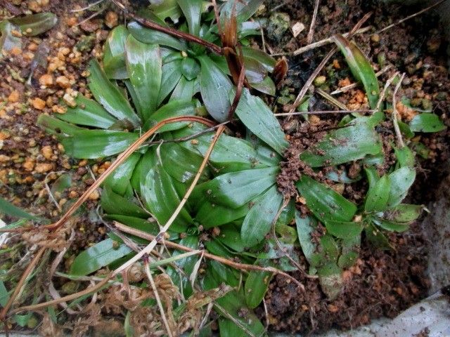 ショウジョウカマの実生 ショウジョウバカマも成株になりました