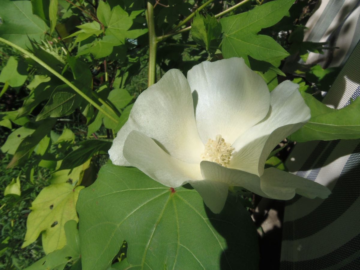 ３つの色の綿を種から育てて収穫しよう！ (8/26)ホワイトの綿の開花