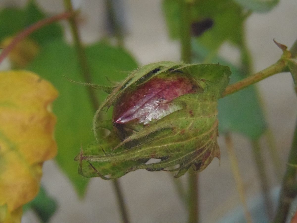 ３つの色の綿を種から育てて収穫しよう！ (9/13)モスグリーンの綿の実が膨らむ